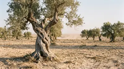 An old olive tree with a thick, twisted, hollowed trunk in a dry sandy grove, with widely spaced olive trees receding to the horizon